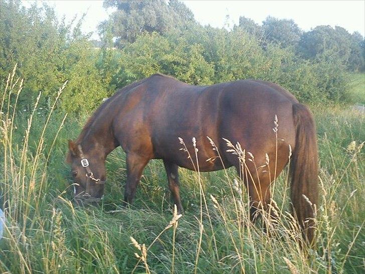 Anden særlig race Duchess billede 4