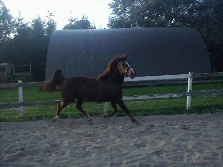 Anden særlig race Duchess billede 5