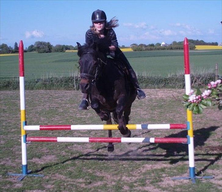 Anden særlig race Speedy - afleveret  tilbage -  billede 1