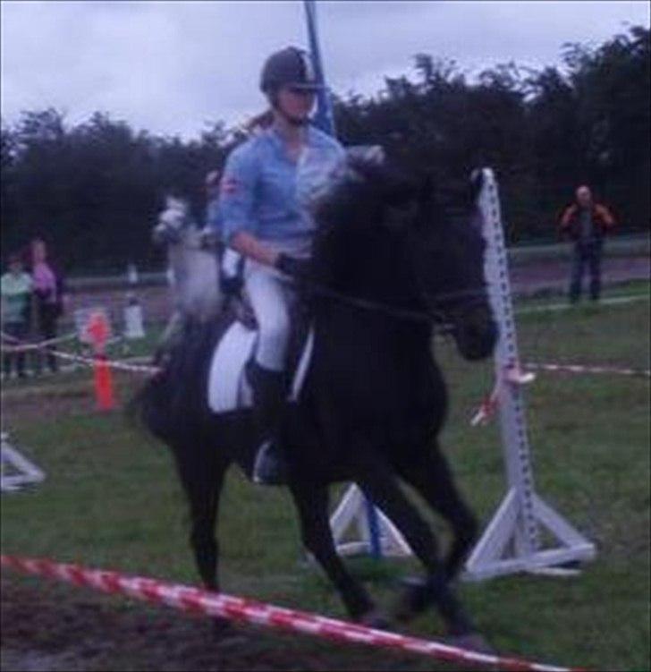 Anden særlig race Speedy - afleveret  tilbage -  billede 3