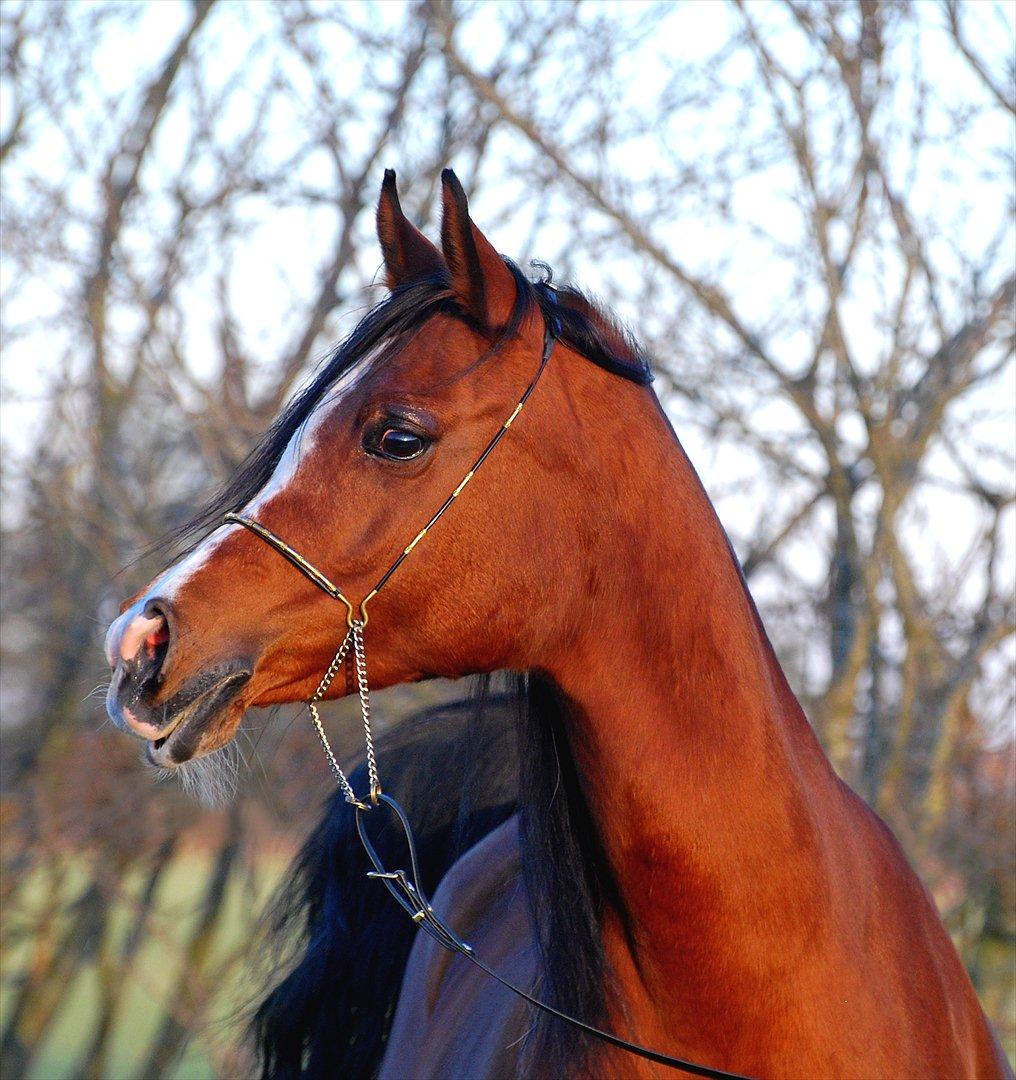 Arabisk fuldblod (OX) Cereniza billede 17