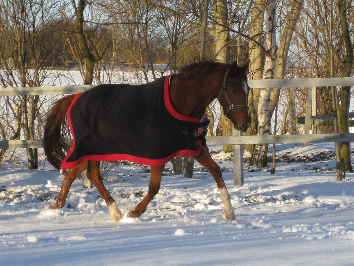 Dansk Varmblod voldbys Cassiopeia billede 1