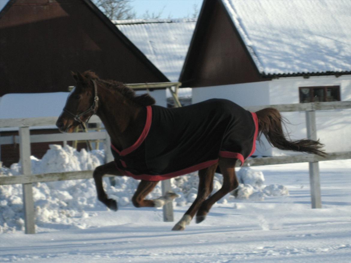 Dansk Varmblod voldbys Cassiopeia billede 2