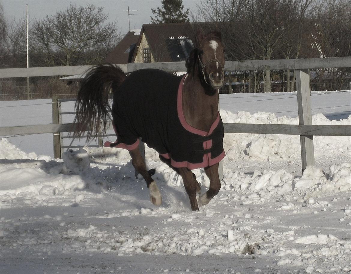 Dansk Varmblod voldbys Cassiopeia billede 3