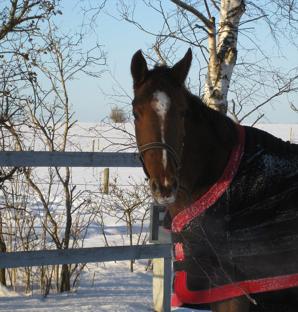 Dansk Varmblod voldbys Cassiopeia billede 4