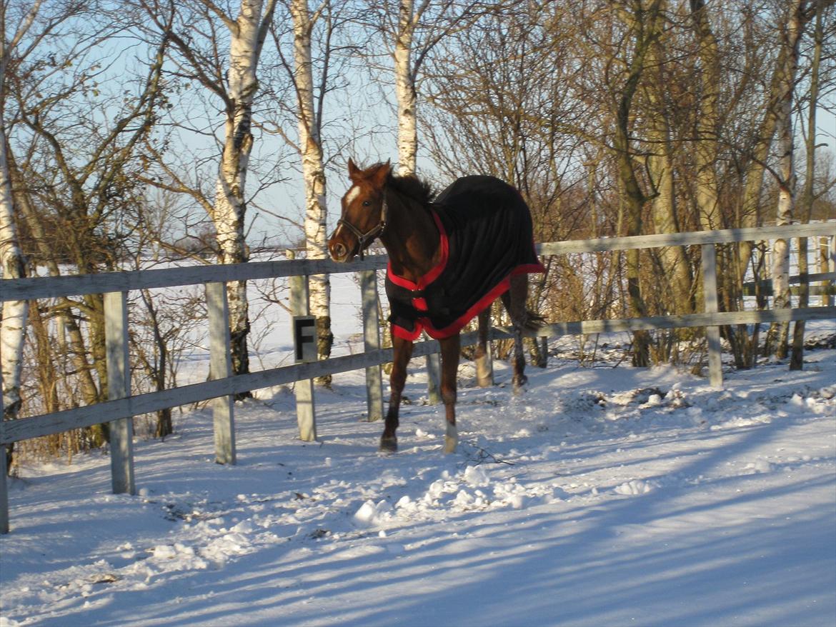 Dansk Varmblod voldbys Cassiopeia billede 5