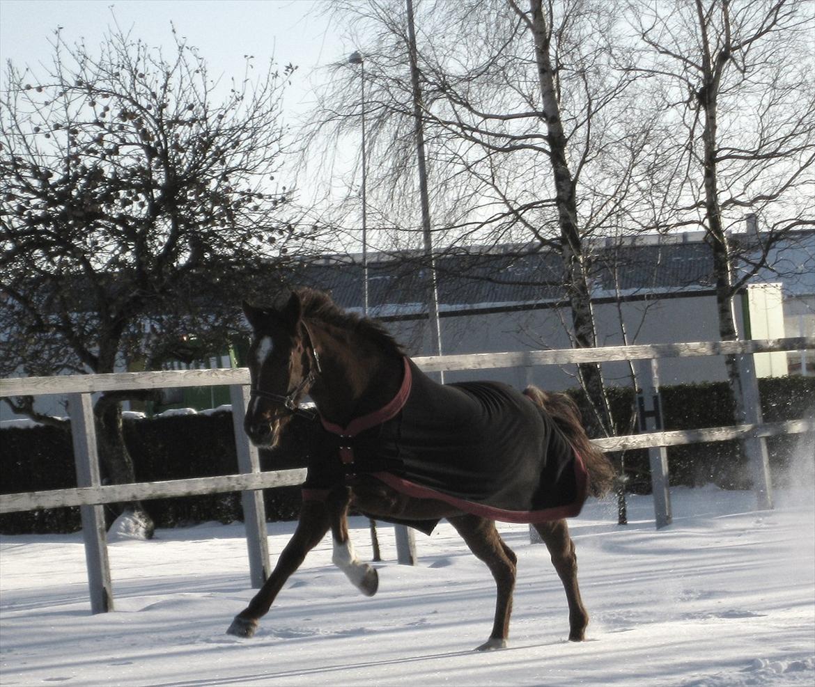Dansk Varmblod voldbys Cassiopeia billede 6