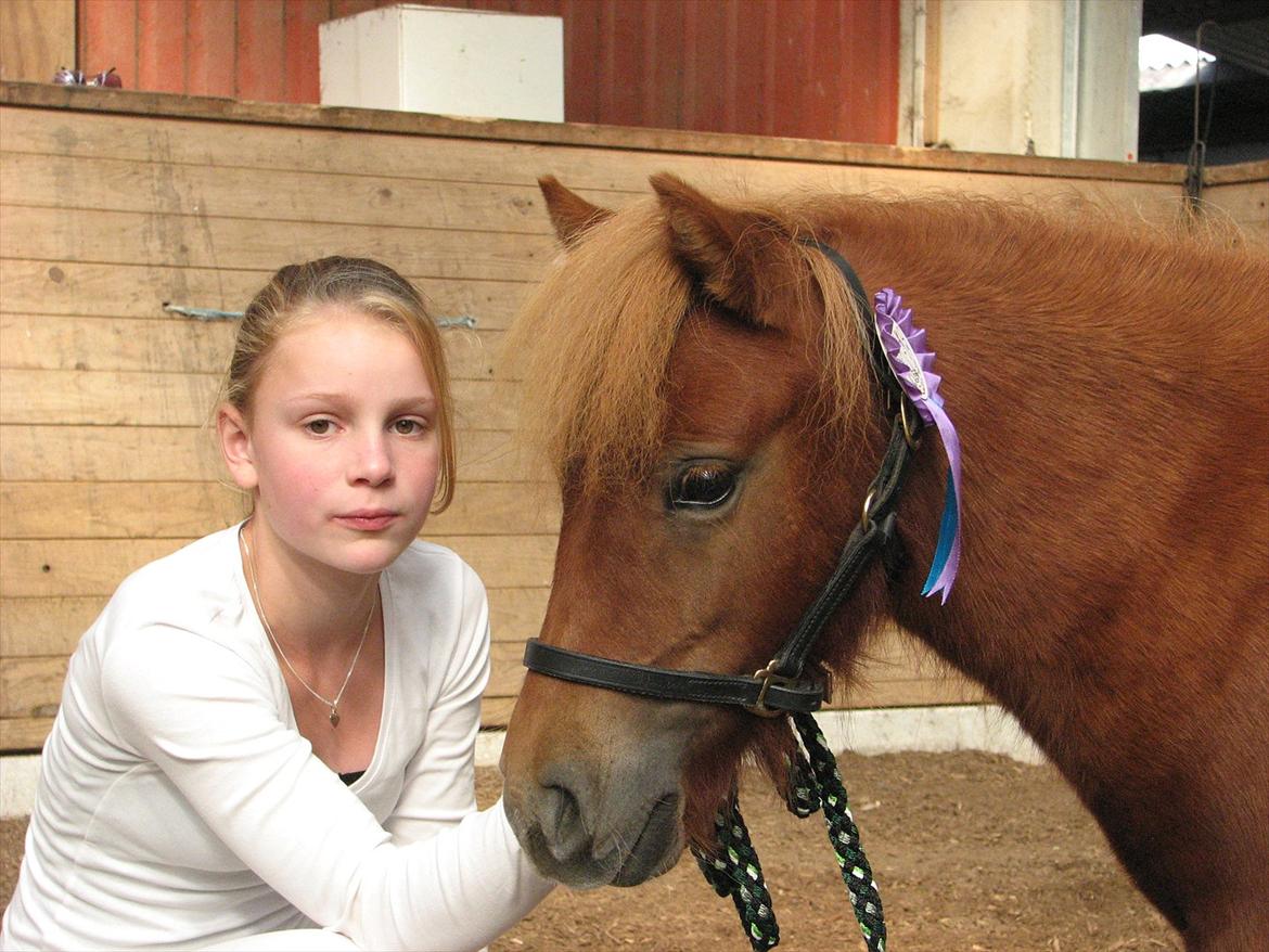 Shetlænder O´Lilly - På en stævne sammen med O´Lilly. billede 1