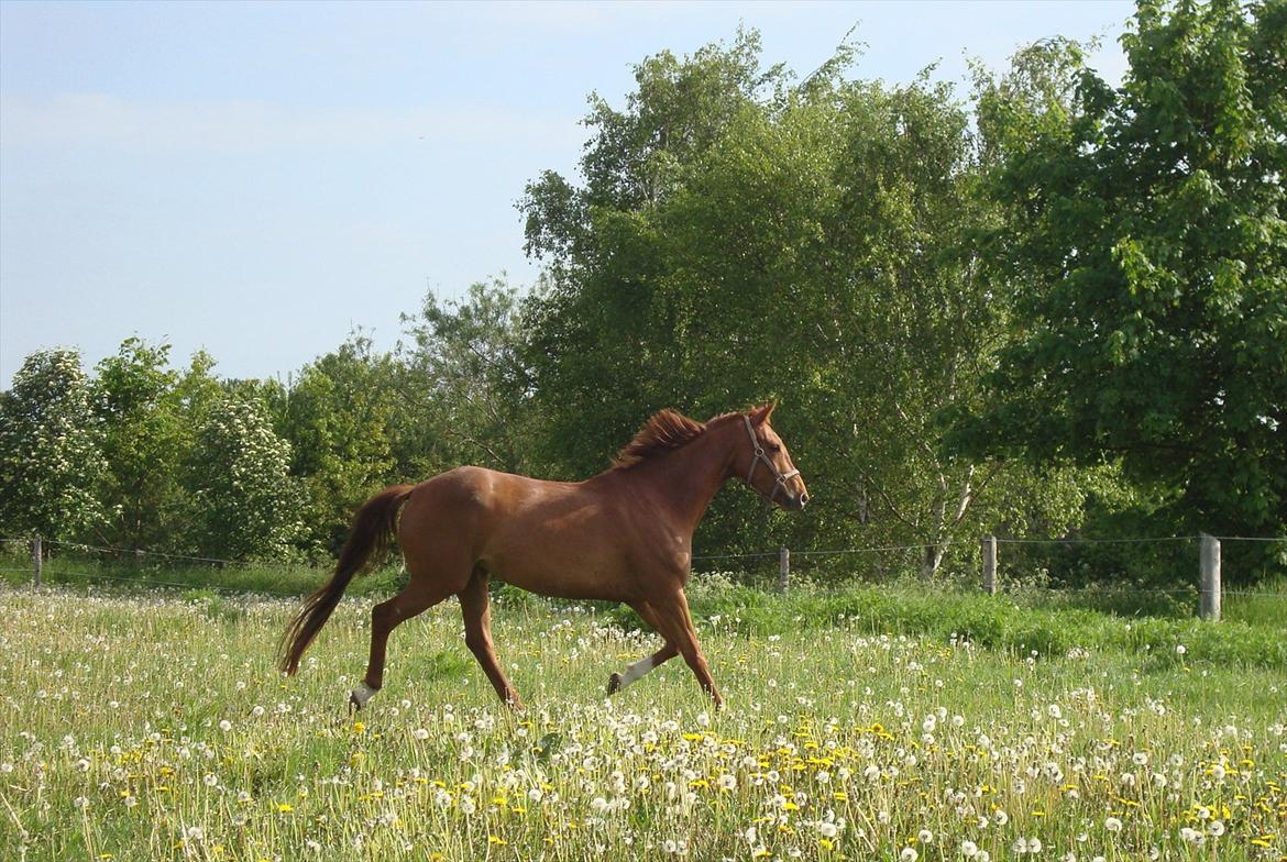 Dansk Varmblod voldbys Cassiopeia billede 7