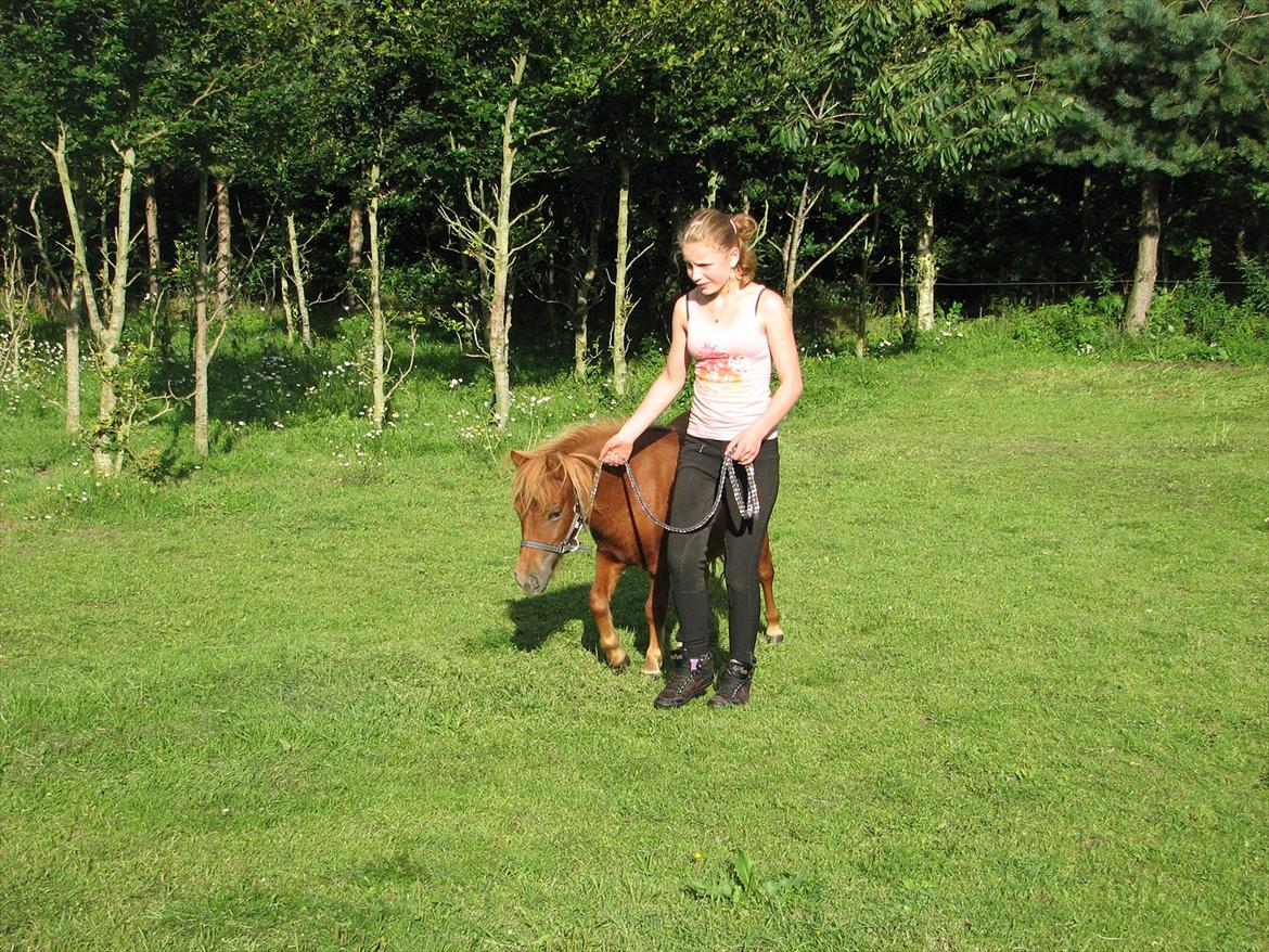 Shetlænder O´Lilly - Her træner jeg sammen med O´Lilly. billede 2