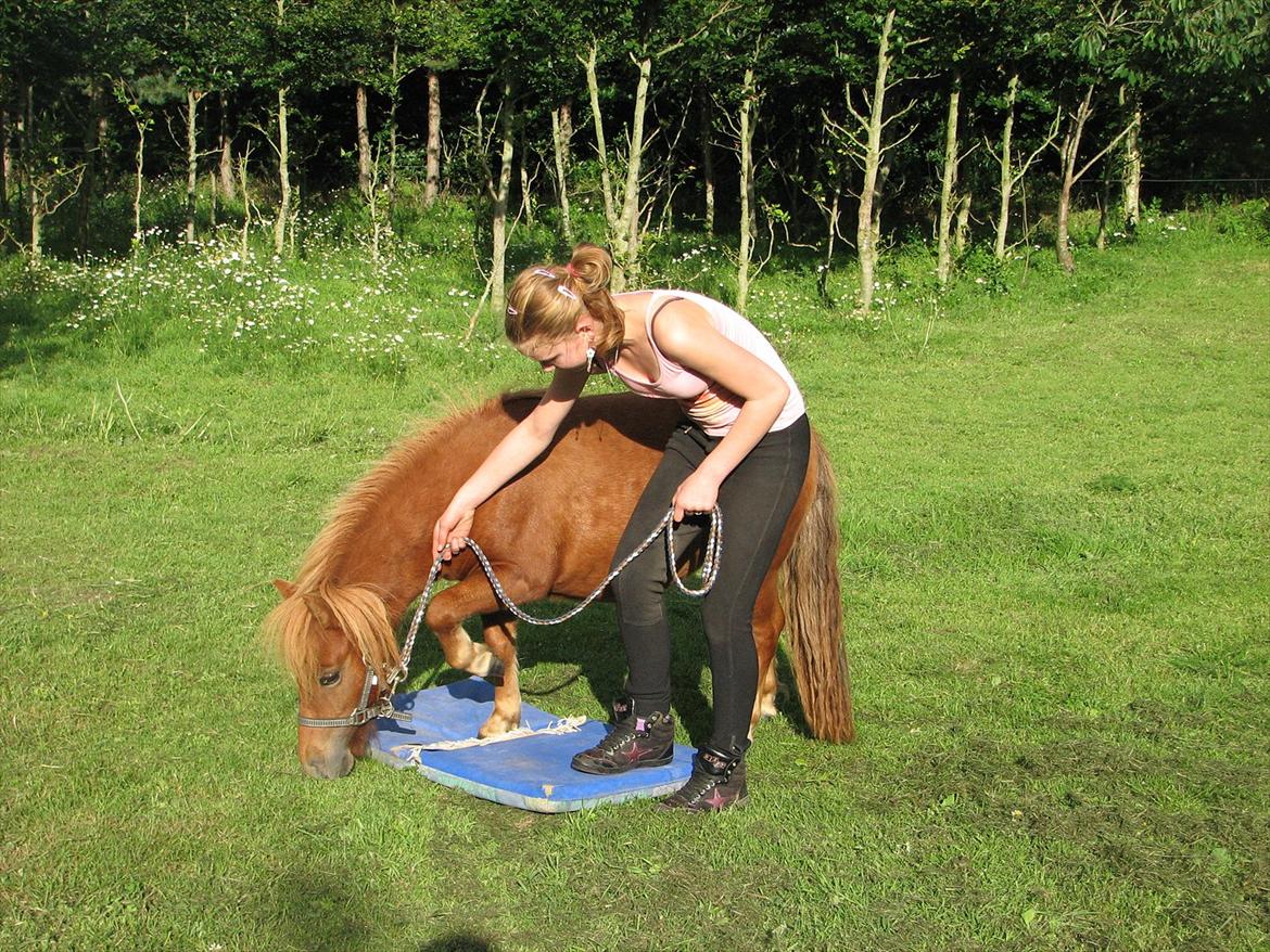 Shetlænder O´Lilly - Her træner jeg også sammen med O´Lilly. billede 3