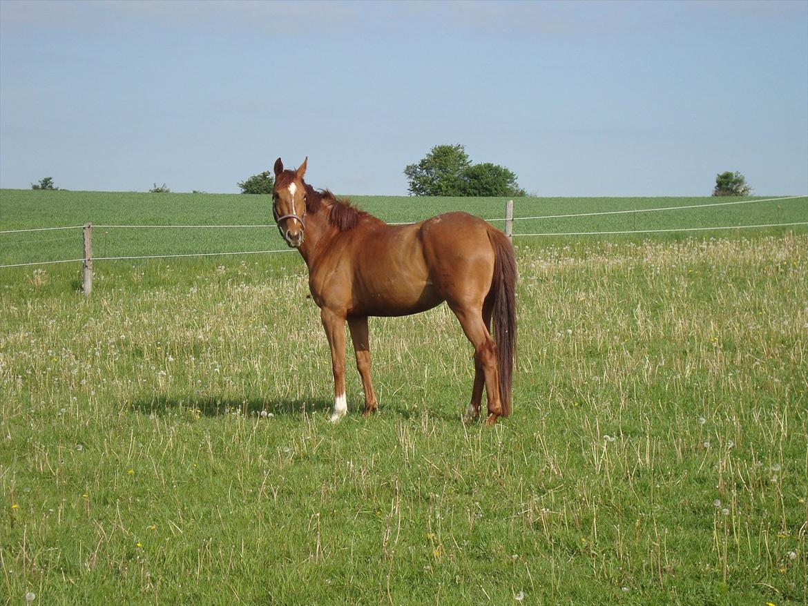 Dansk Varmblod voldbys Cassiopeia billede 9