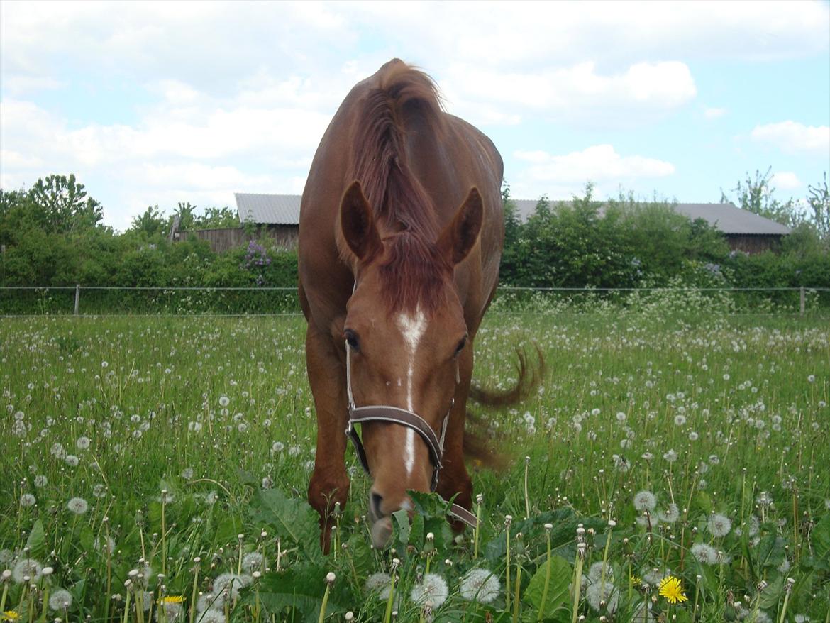 Dansk Varmblod voldbys Cassiopeia billede 10