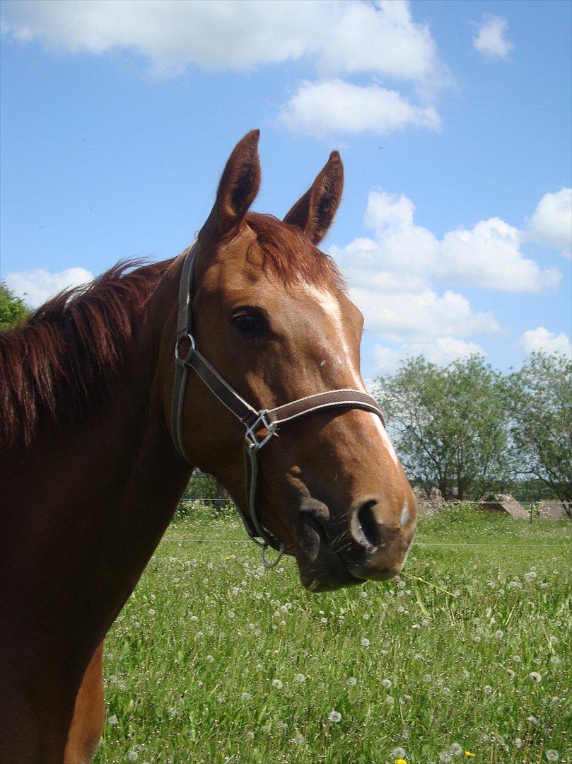 Dansk Varmblod voldbys Cassiopeia billede 11