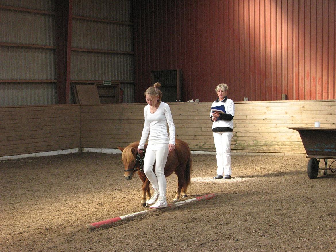 Shetlænder O´Lilly - På en stævne.:) billede 4