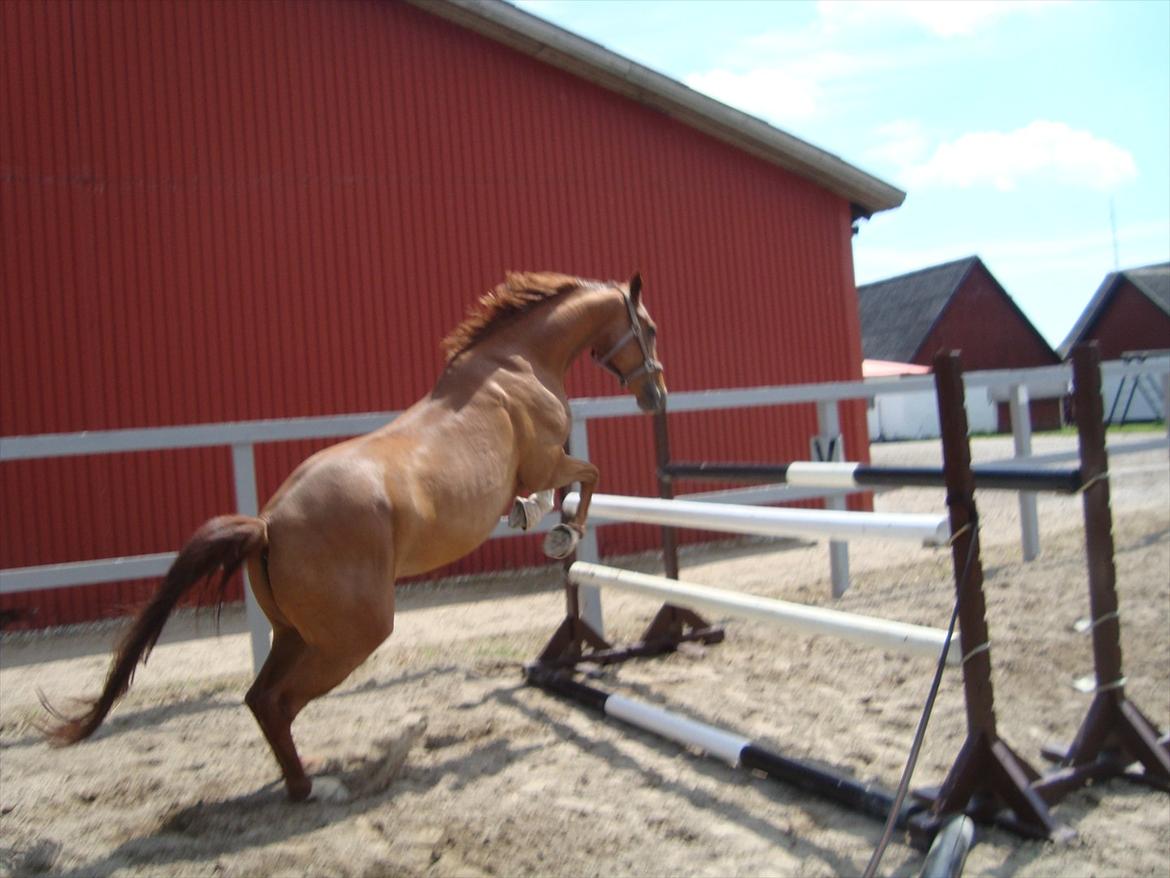 Dansk Varmblod voldbys Cassiopeia billede 12