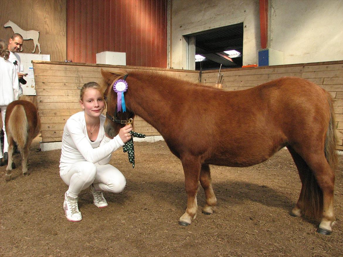 Shetlænder O´Lilly - Også ved en stævne.:) billede 5