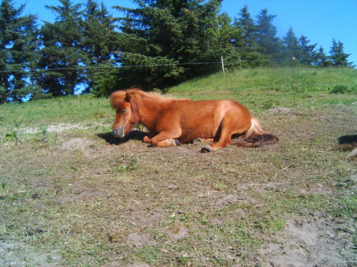 Shetlænder O´Lilly - O´Lilly. billede 7