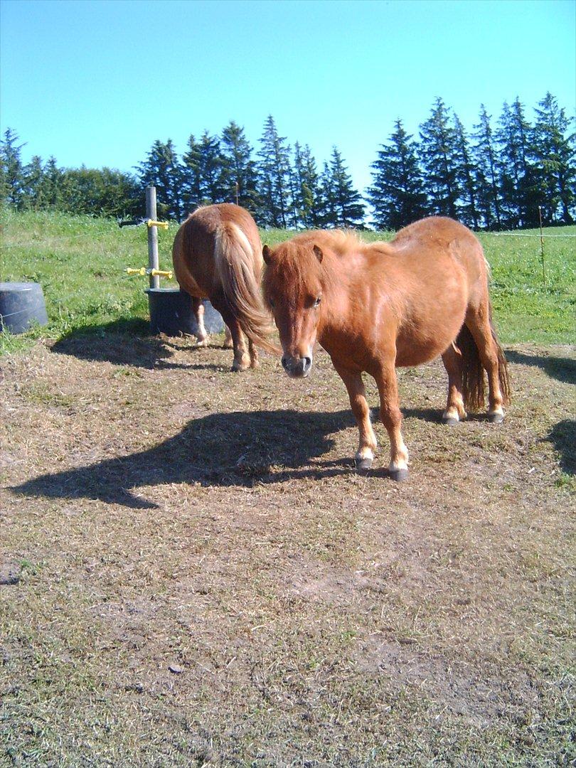 Shetlænder O´Lilly - O´Lilly i solen billede 8