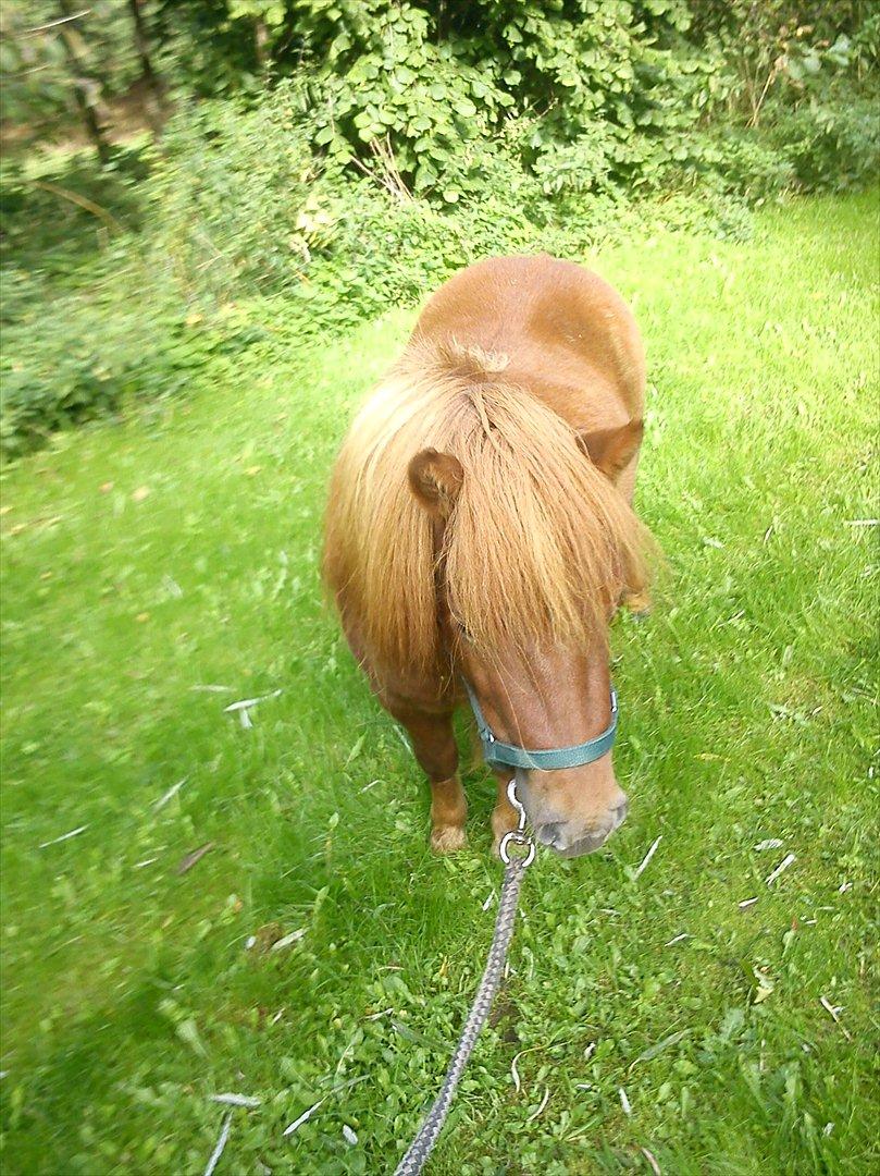 Shetlænder O´Lilly - O´Lilly på græs billede 9