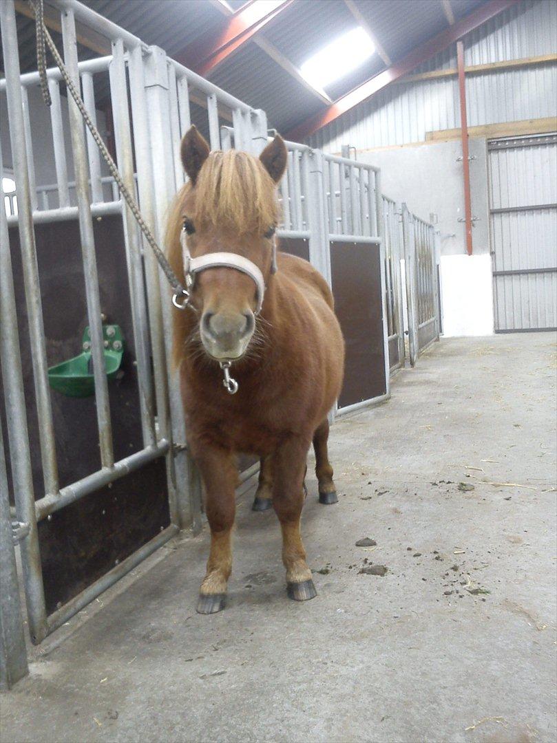 Shetlænder O´Lilly - O´Lilly i stalden billede 10