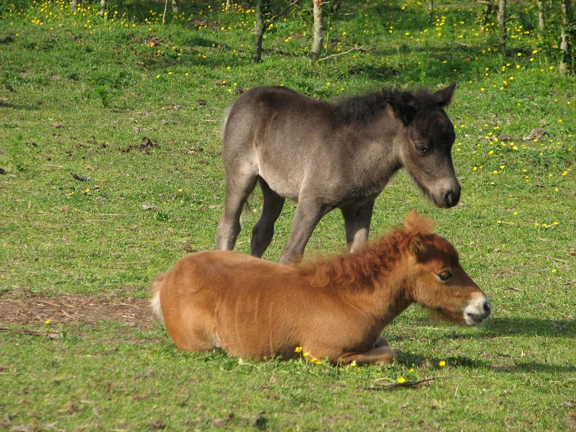 Shetlænder O´Lilly - O´Lilly sammen med hendes veninde. billede 11