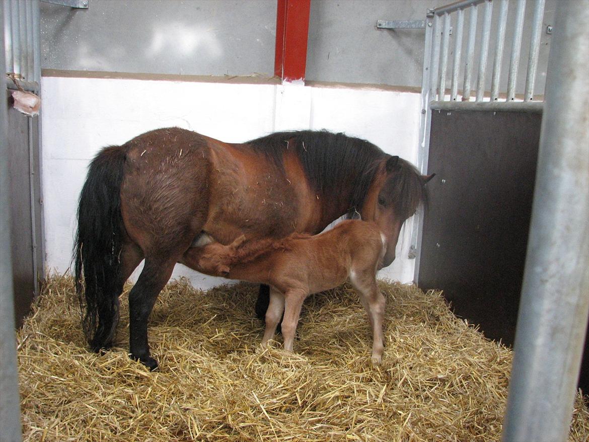 Shetlænder O´Lilly - O´Lilly med hendes mor billede 12