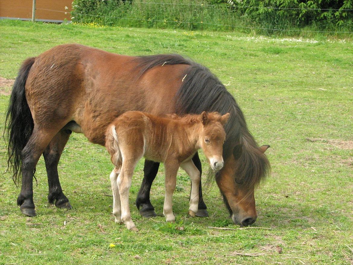 Shetlænder O´Lilly - O´Lilly sammen med hendes mor udenfor. billede 13