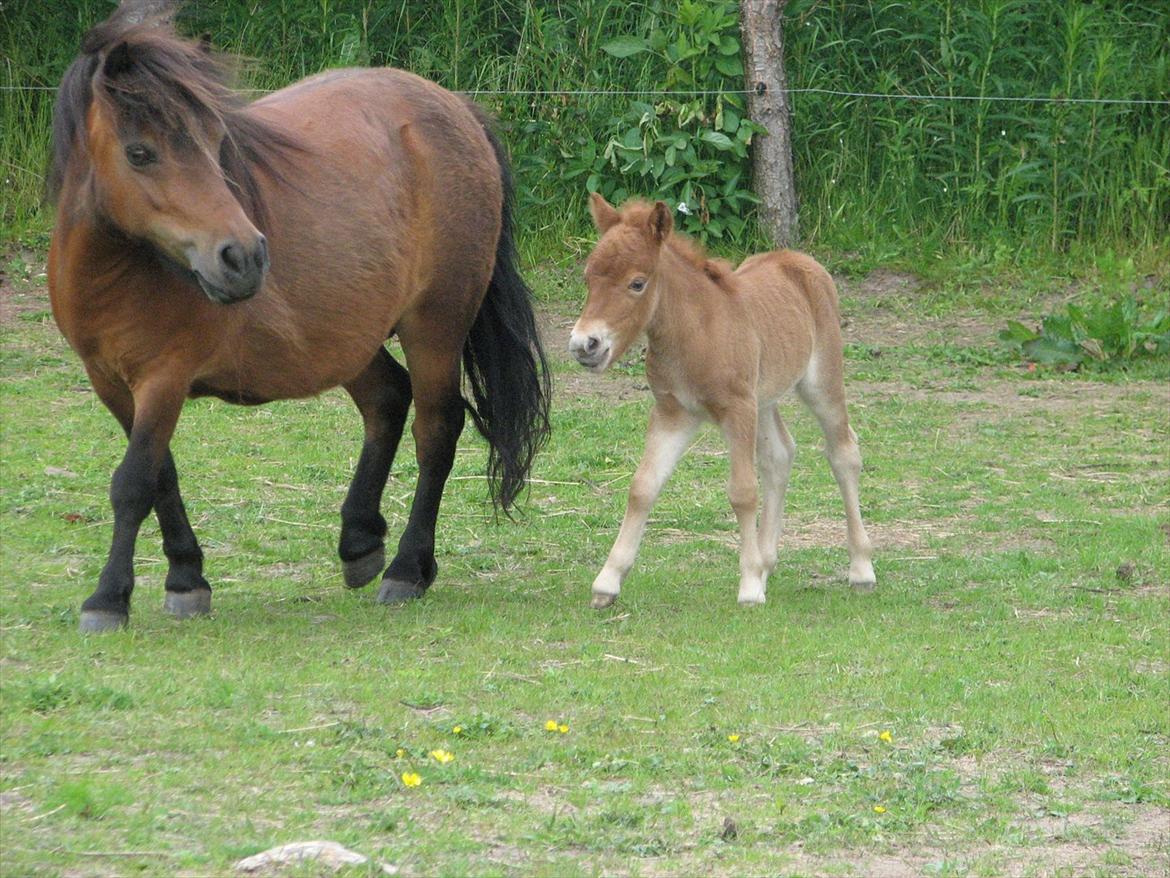 Shetlænder O´Lilly - løbe med hendes mor. billede 14