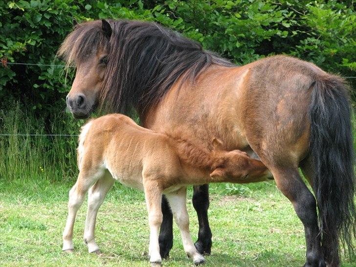 Shetlænder O´Lilly - Drikke ved hendes mor. billede 15