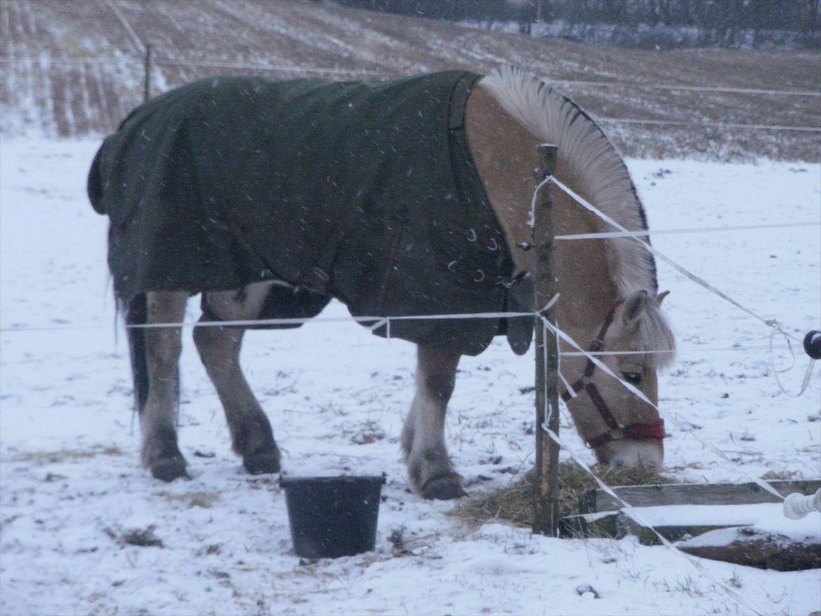 Fjordhest Lukas!<33 [SOLGT OG SAVNET :'(] billede 1