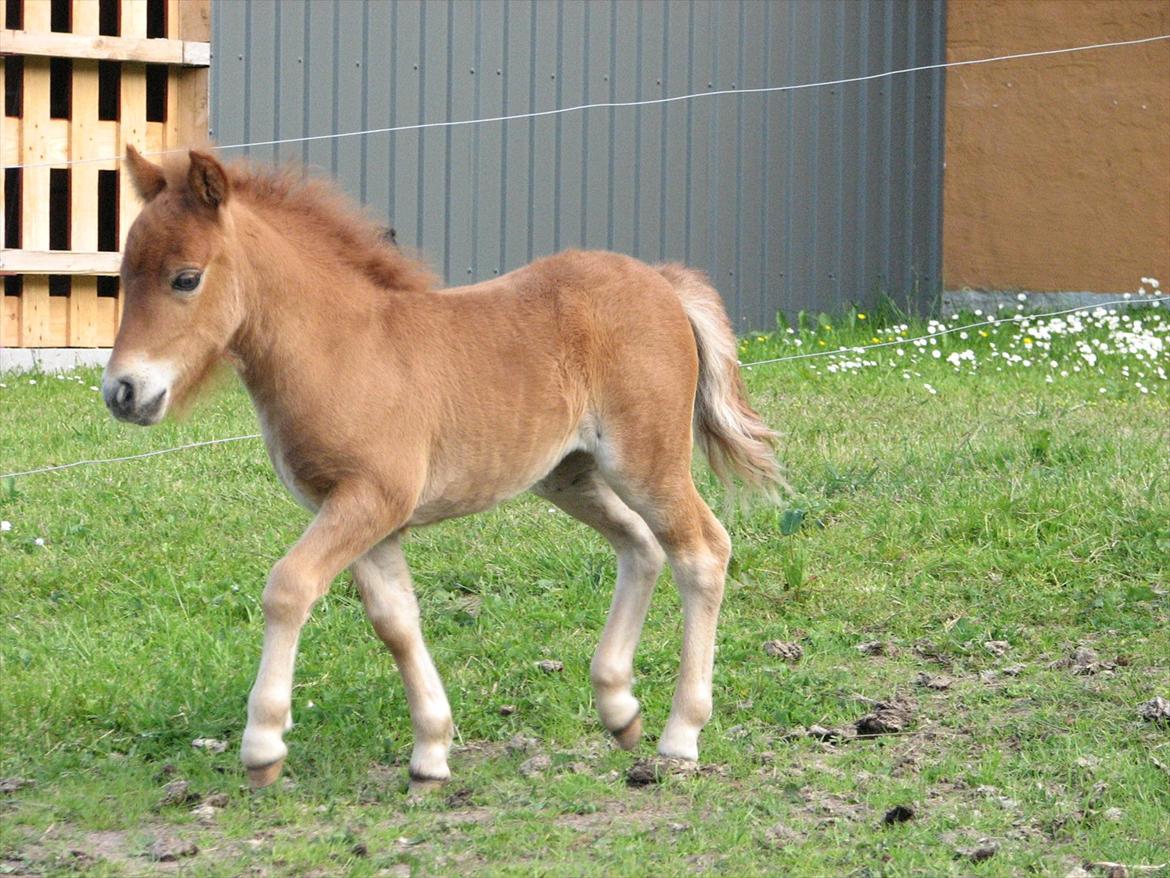 Shetlænder O´Lilly - O´Lilly.<33333 billede 16