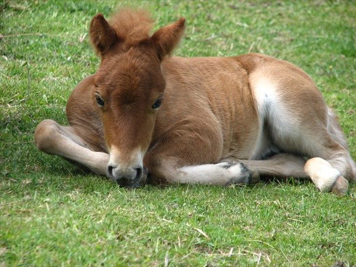 Shetlænder O´Lilly - Nåå sove du!!!! billede 17