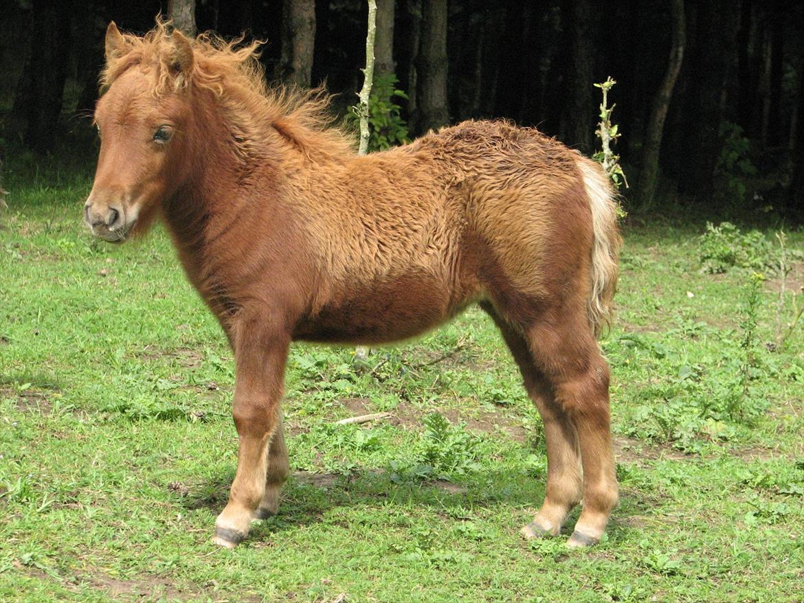 Shetlænder O´Lilly - O´Lilly som O´Lilly. hehe:)<333 billede 19