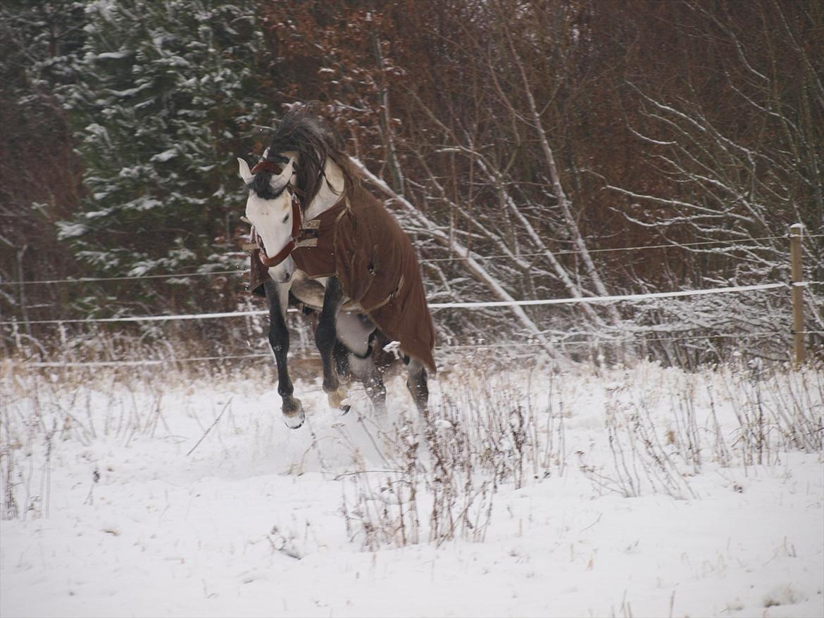 Lusitano Bizarro Da Cerca *bisse* billede 14