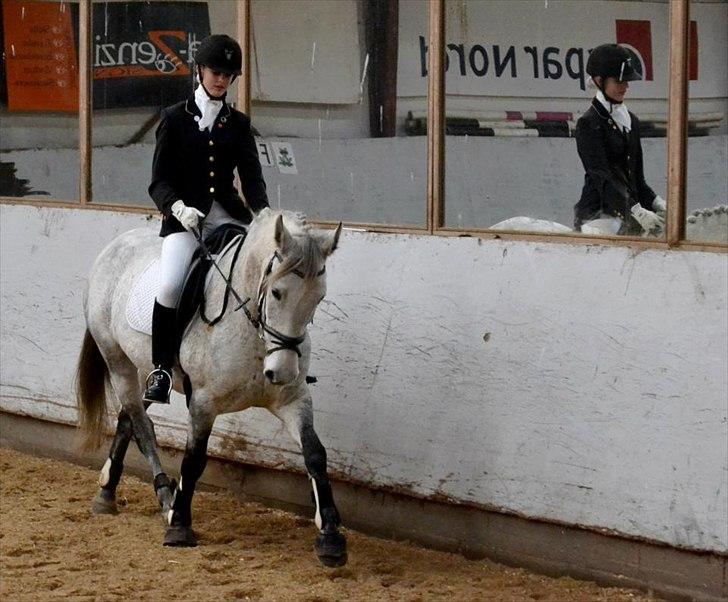 Anden særlig race Moody Bluse - Dressur.
- Billede taget af: Line Mortensen. billede 8