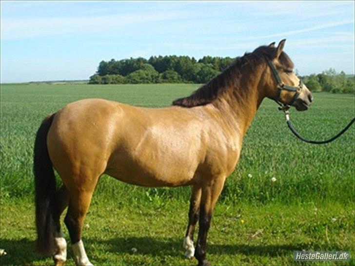Anden særlig race Egeskovens Bailey billede 11