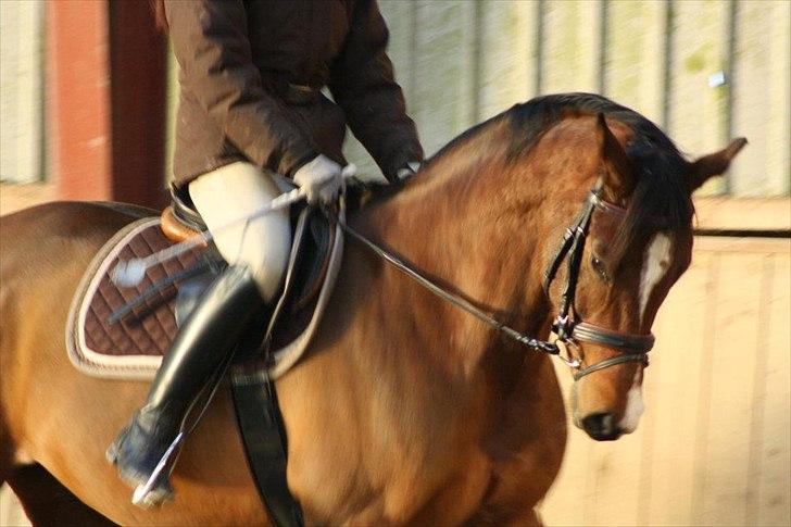 Dansk Varmblod Pari-Fax billede 1