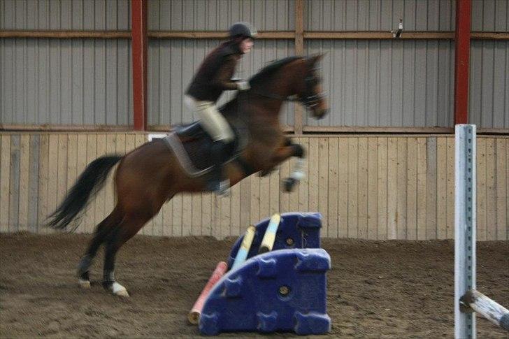 Dansk Varmblod Pari-Fax billede 2