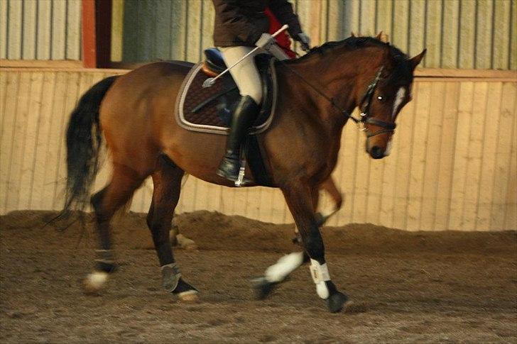 Dansk Varmblod Pari-Fax billede 3