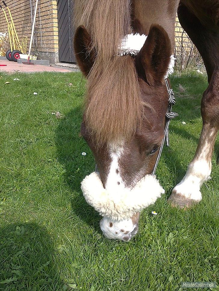 New Forest Sanchez | I miss you!<3 - Bidløst er bedst for den lille morfar hest xD billede 5