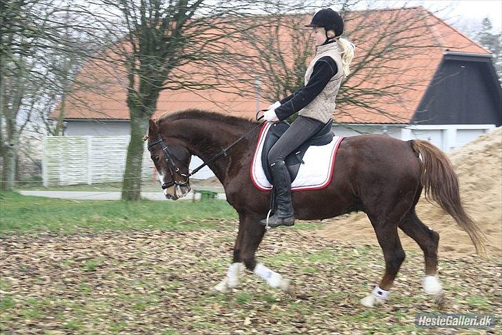 New Forest Sanchez | I miss you!<3 - *Da vi red med bid billede 16