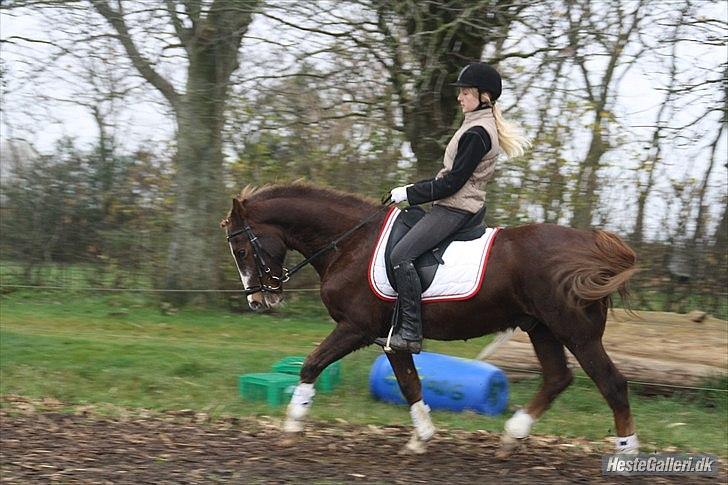 New Forest Sanchez | I miss you!<3 - *Da vi red med bid billede 7