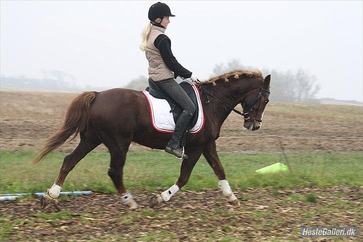 New Forest Sanchez | I miss you!<3 - *Da vi red med bid billede 17