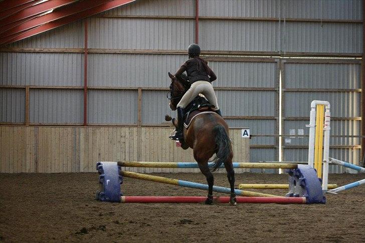 Dansk Varmblod Pari-Fax billede 4