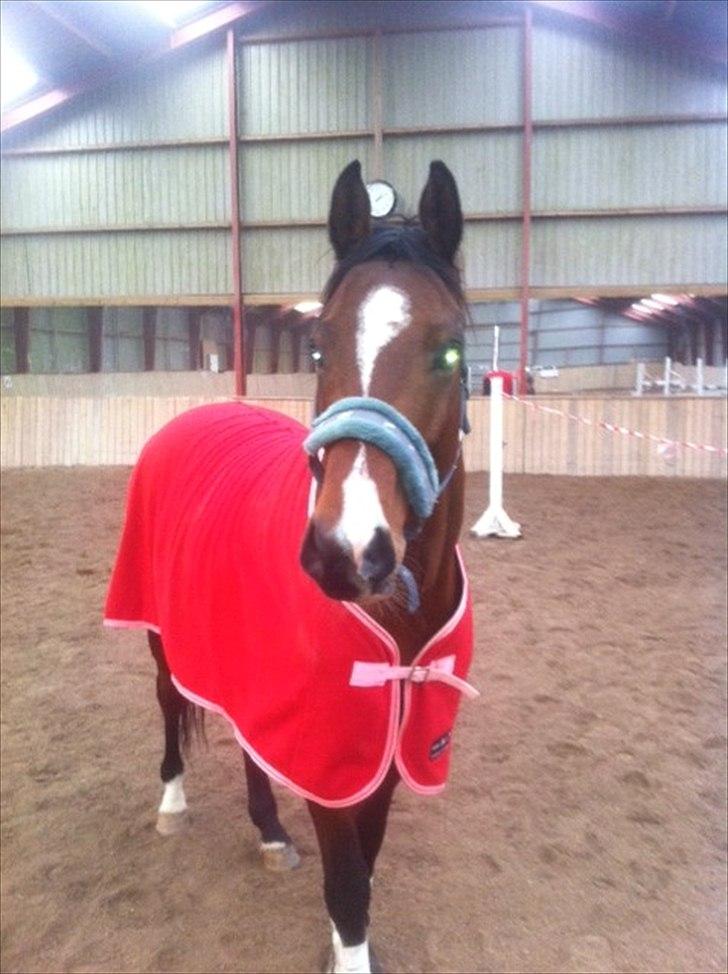 Dansk Varmblod Pari-Fax billede 5