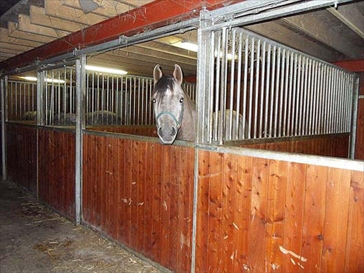 Arabisk fuldblod (OX) Talib Al-Bait 2009 - 2014 Solgt - Talib Al-Bait 2011 billede 1