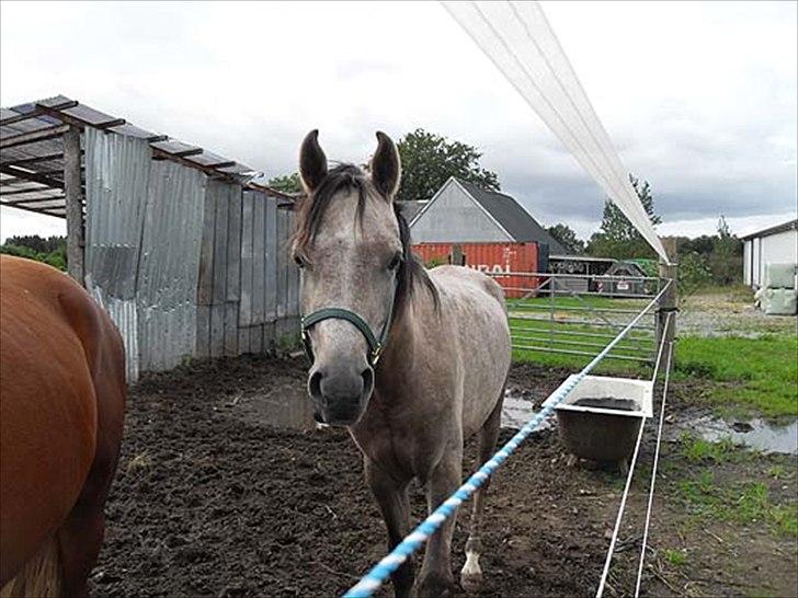 Arabisk fuldblod (OX) Talib Al-Bait 2009 - 2014 Solgt - Talib Al-Bait 2011 billede 2