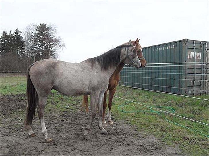 Arabisk fuldblod (OX) Talib Al-Bait 2009 - 2014 Solgt - Talib Al-Bait 2011
Talib og Al-Saim elsker at slås hele dagen og en gang imellem kan man også se, at der mangler lidt af deres pels;)  billede 3