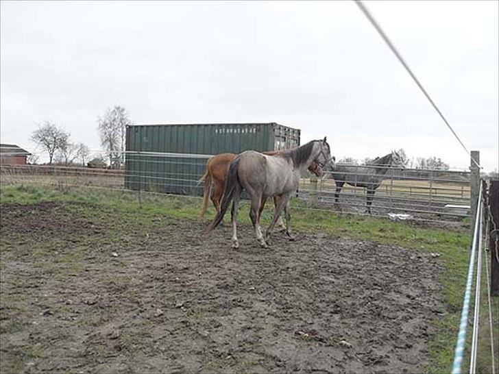 Arabisk fuldblod (OX) Talib Al-Bait 2009 - 2014 Solgt - Talib Al-Bait 2011
Talib går sammen med Al-Saim, den røde, og så har de Mahrouf på folden lige ved siden af. billede 4